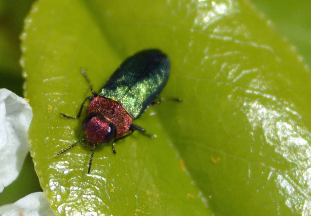 Anthaxia nitidula